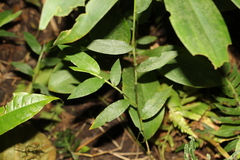Pseudechinolaena polystachya