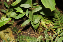 Pseudechinolaena polystachya