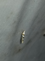 Argyresthia calliphanes