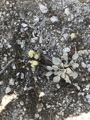 Oligogonum