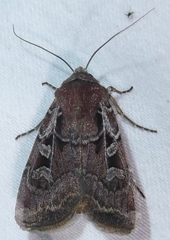 Euxoa divergens