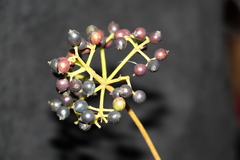 Viburnum tinoides