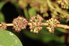 Adenaria floribunda