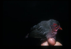 Lagonosticta rufopicta