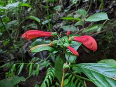 Centropogon granulosus