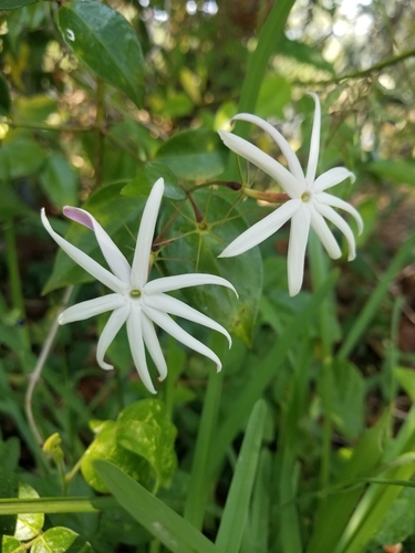 Jasminum laurifolium iNat (1)