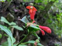 Centropogon granulosus