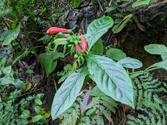 Centropogon granulosus