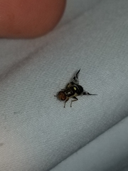 Rhagoletis cingulata