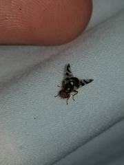 Rhagoletis cingulata