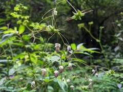 Thalictrum podocarpum