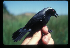 Nigrita canicapillus