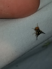 Rhagoletis cingulata