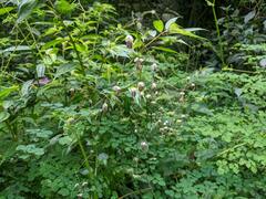 Thalictrum podocarpum