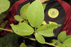 Rubus urticifolius