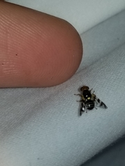 Rhagoletis cingulata