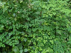 Thalictrum podocarpum