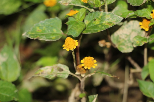 Image of Acmella ciliata by (c) Andrés Ramírez-Barrera, some rights reserved (CC BY)
