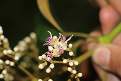 Miconia caudata