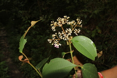 Miconia caudata