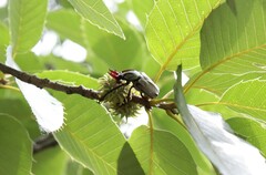 Dicronocephalus adamsi