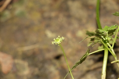 Hydrocotyle humboldtii