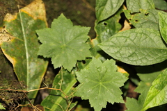 Hydrocotyle humboldtii