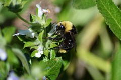Bombus vosnesenskii