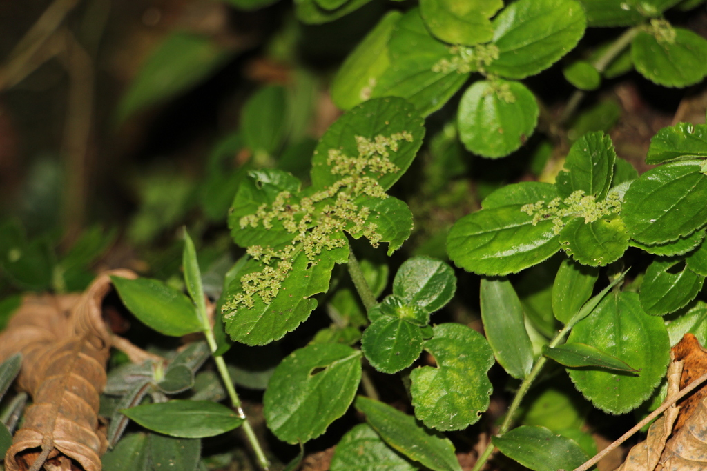 Pilée amitié veloutée (Pilea involucrata)