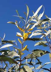 Acacia colei