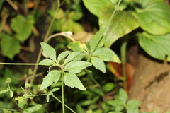 Sanicula liberta