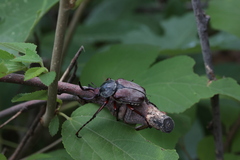 Dicronocephalus adamsi