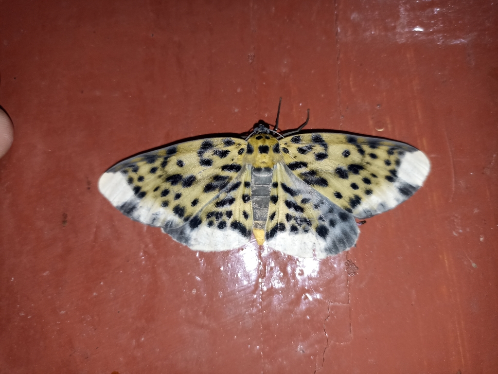 Bracca annawatyae