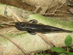 Gyrinocheilus pustulosus