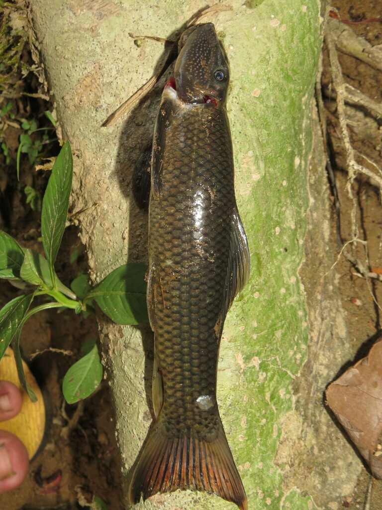 Borneo Algae-Eater