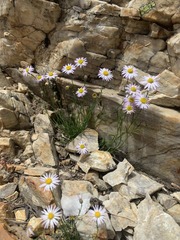 Erigeron arenarioides