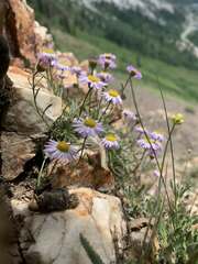 Erigeron arenarioides