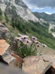 Erigeron arenarioides