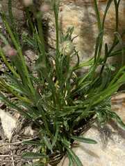 Erigeron arenarioides