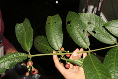 Siparunaceae