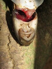 Gyrinocheilus pustulosus