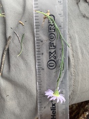 Erigeron arenarioides