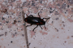 Encaustes cruenta