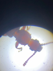 Oryzaephilus surinamensis