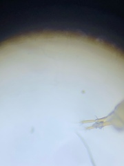 Oryzaephilus surinamensis