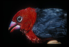 Spermophaga ruficapilla