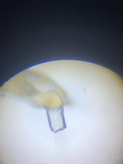 Oryzaephilus surinamensis