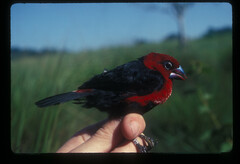 Spermophaga ruficapilla