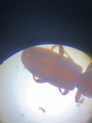 Oryzaephilus surinamensis