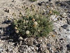 Erigeron compositus discoideus